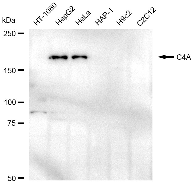 Complement C4a Antibody (23GB6685)