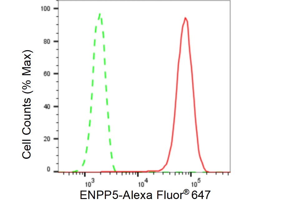 ENPP-5 Antibody (23GB5700)