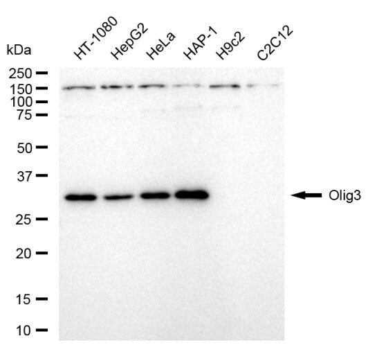 Olig3 Antibody (24GB30)