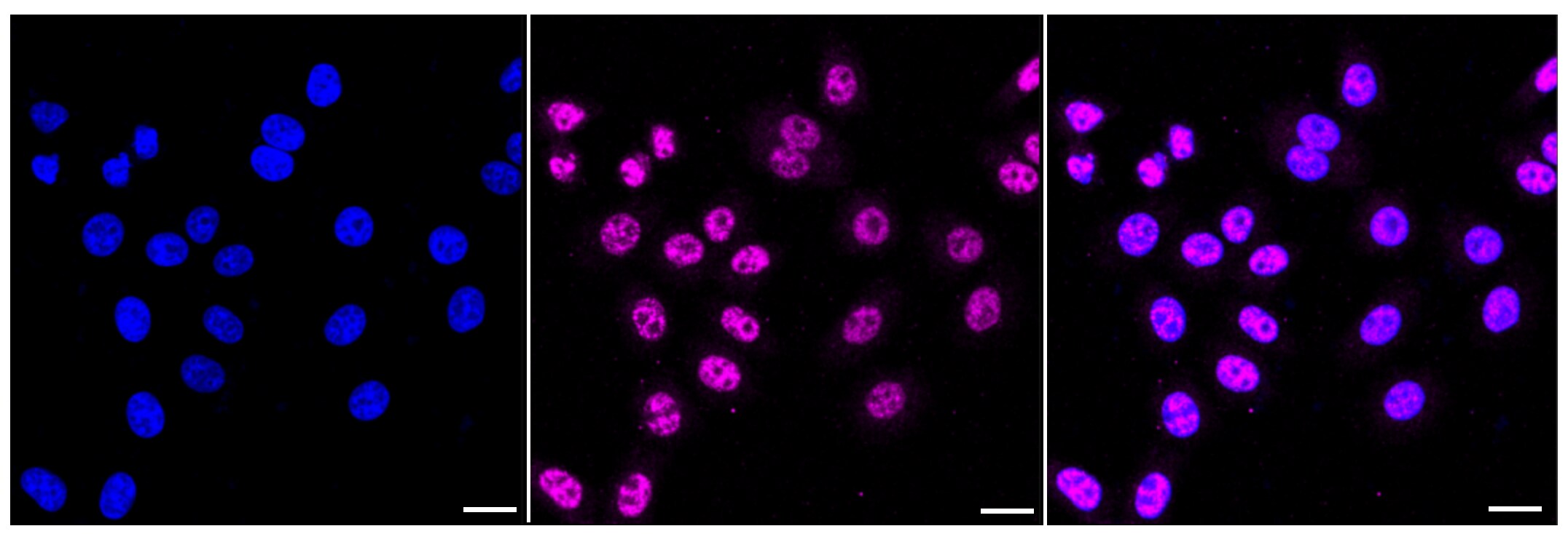 MED4 Antibody (24GB40)