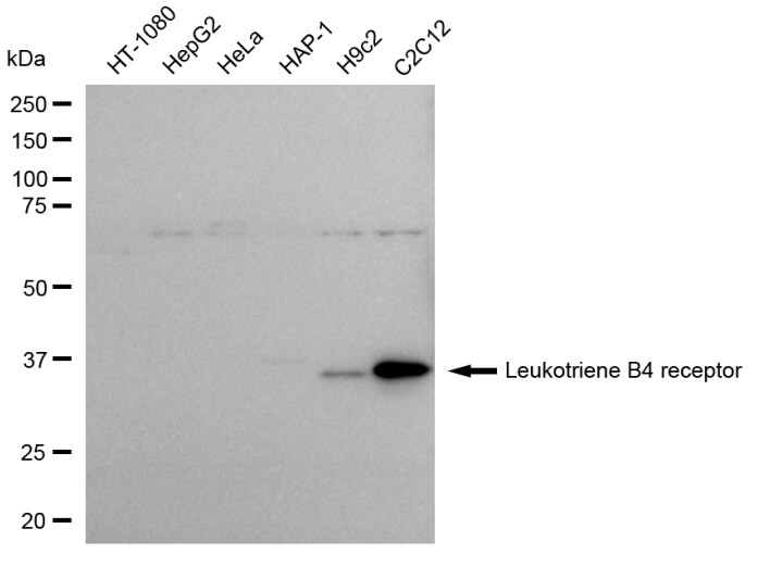 Leukotriene B4 R1 Antibody (24GB50)