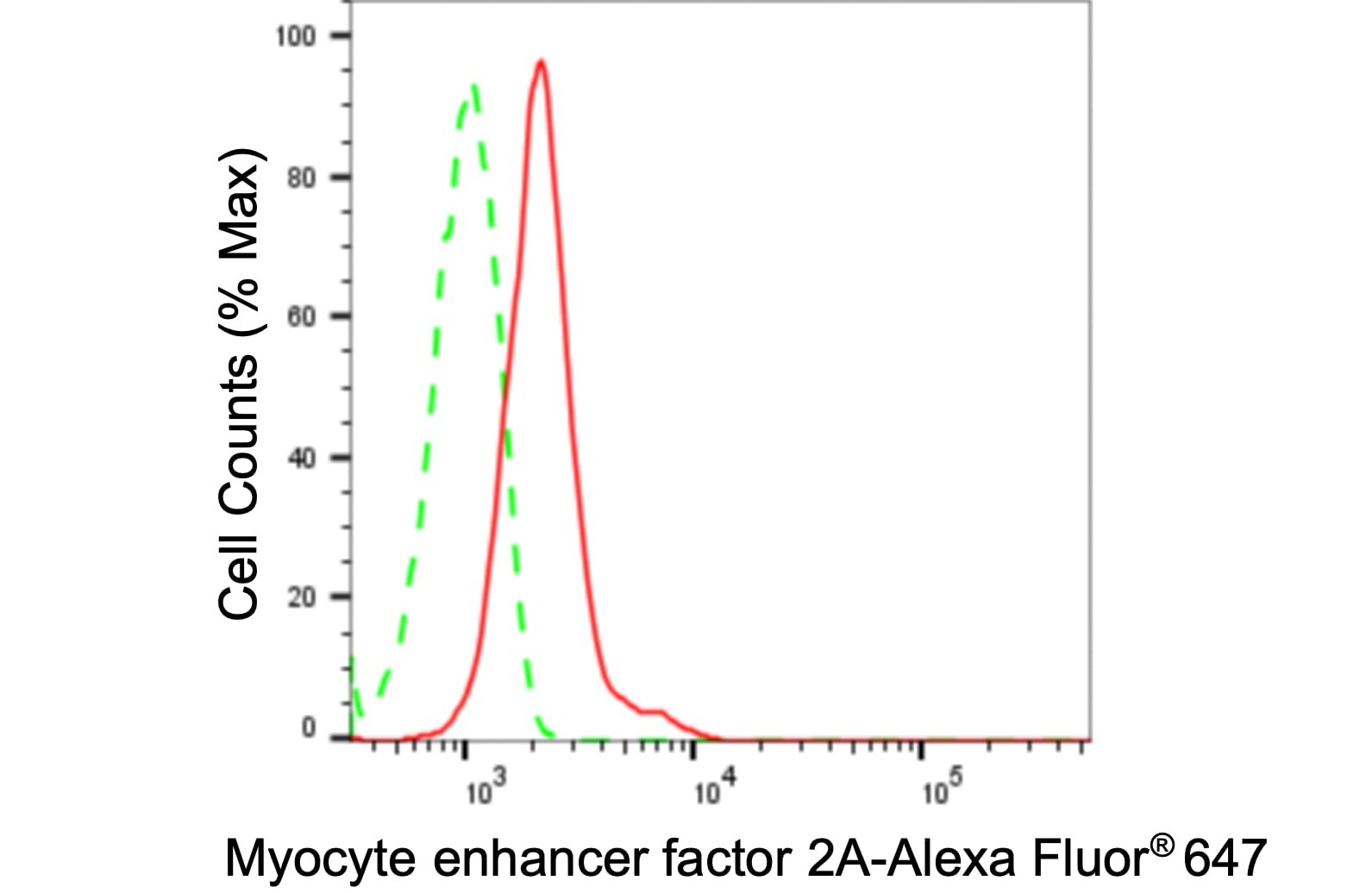 MEF2A Antibody (24GB85)