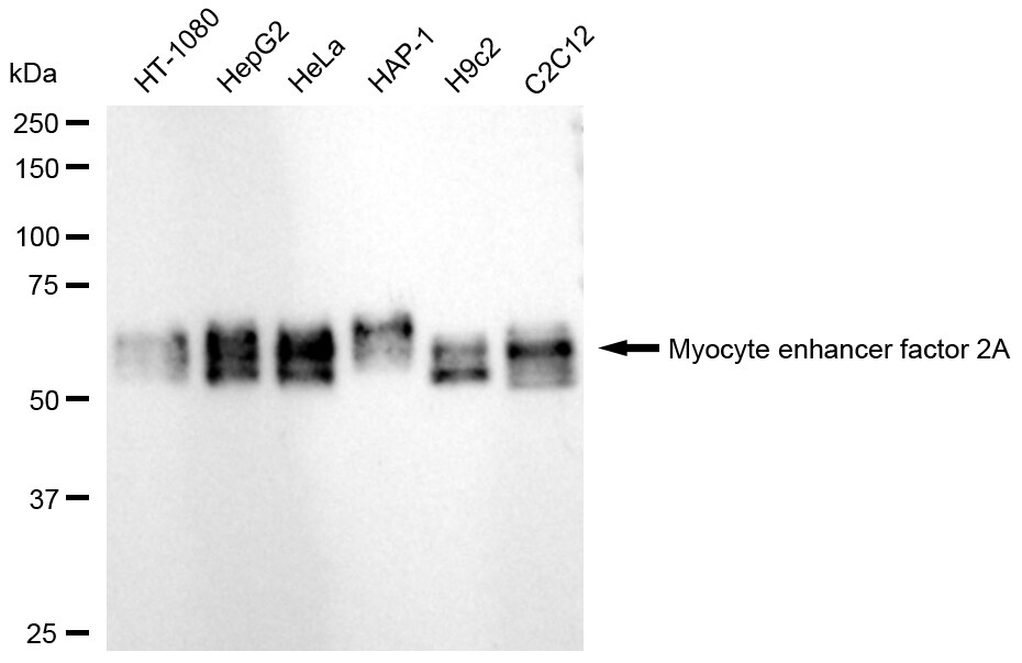 MEF2A Antibody (24GB85)