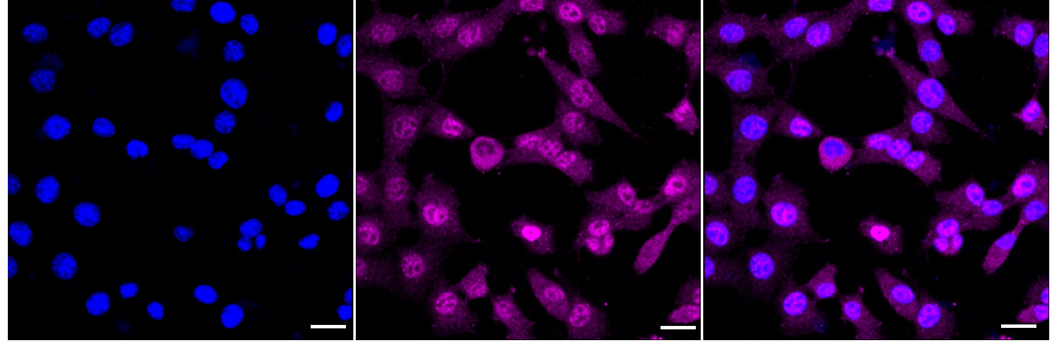 N4BP1 Antibody (24GB120)