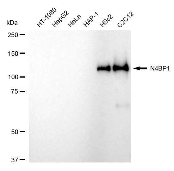 N4BP1 Antibody (24GB120)