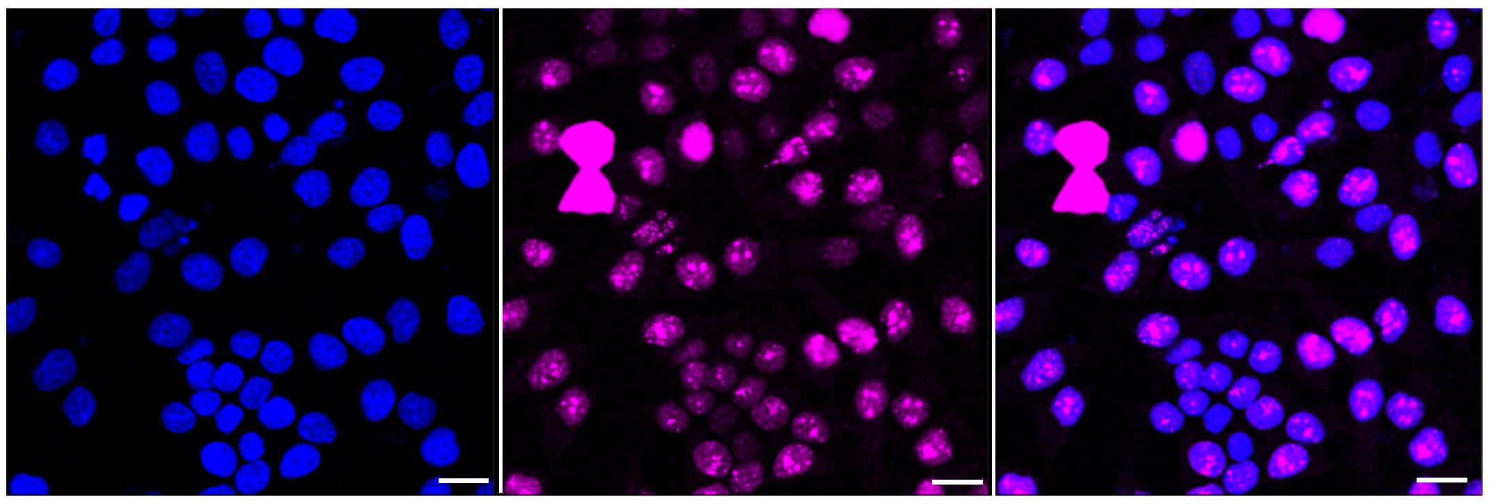 Nucleolin [p Thr84] Antibody (24GB130)