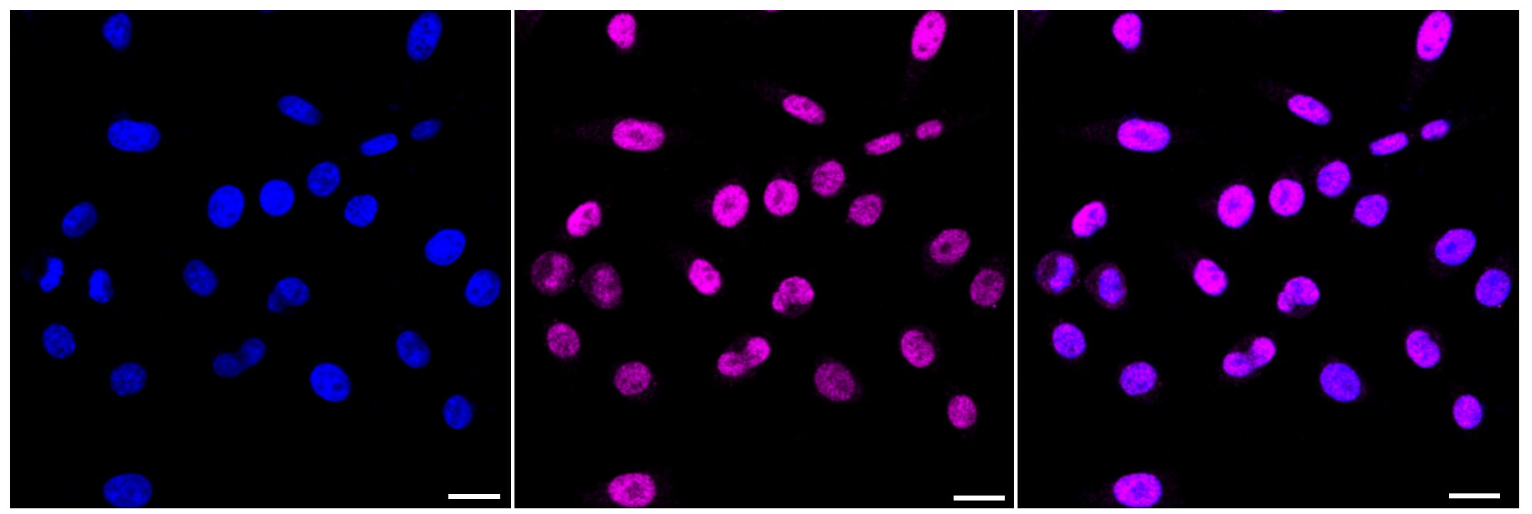 NUP50 Antibody (24GB135)