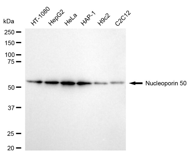 NUP50 Antibody (24GB135)