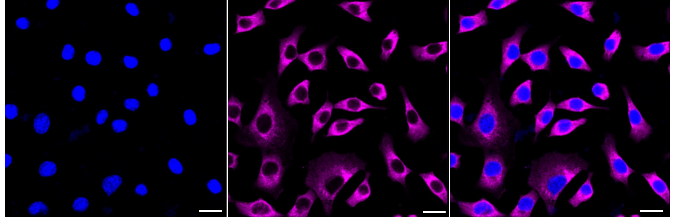MAS1L Antibody (24GB140)