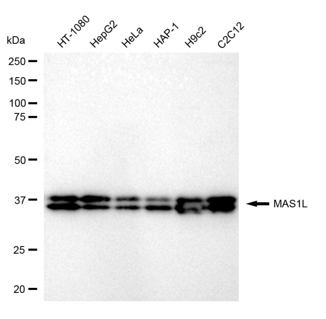 MAS1L Antibody (24GB140)