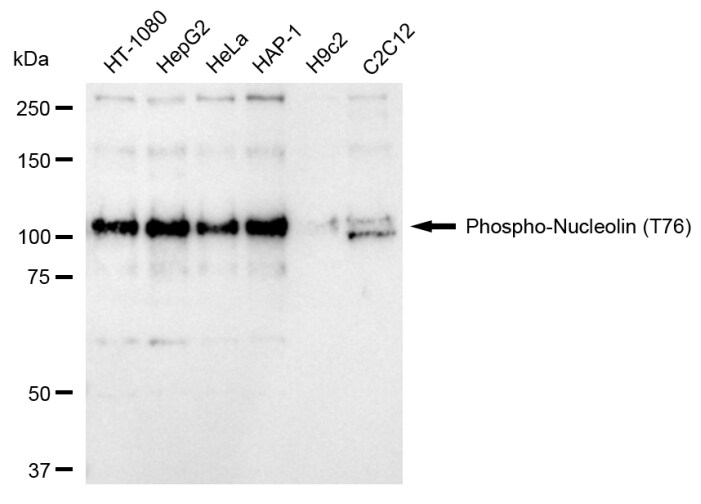 Nucleolin [p Thr76] Antibody (24GB145)