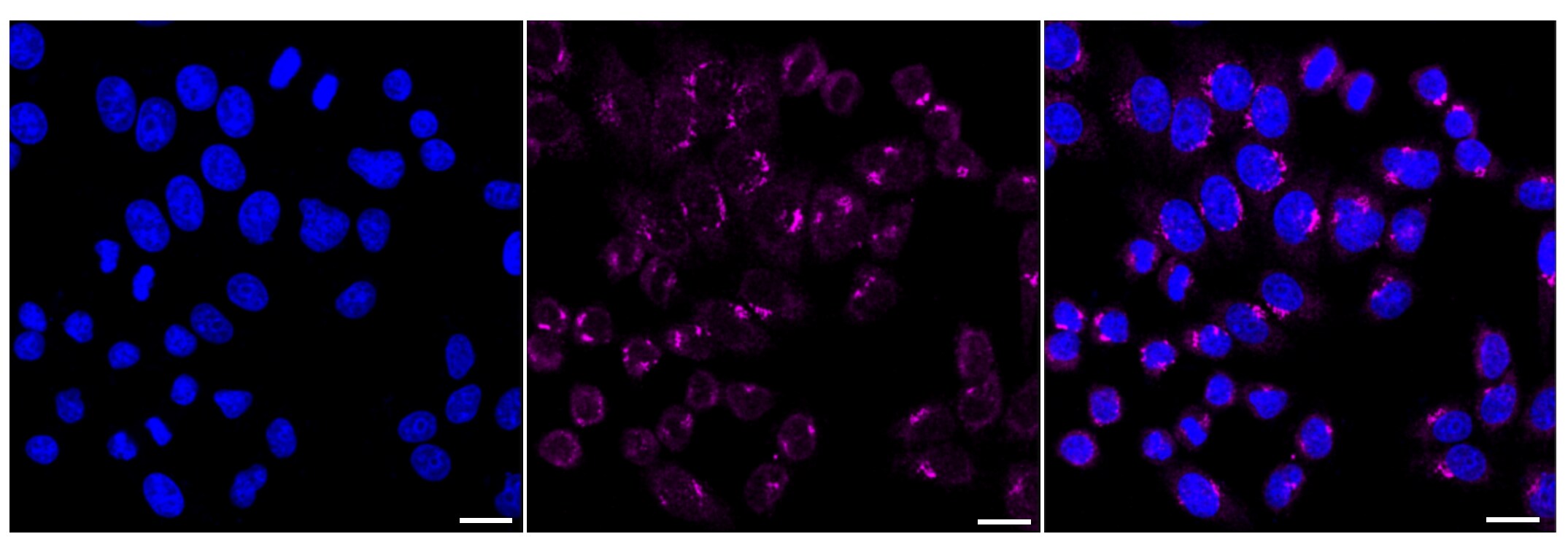 NUDT19 Antibody (24GB150)