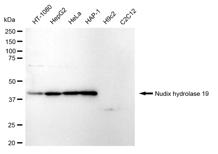 NUDT19 Antibody (24GB150)