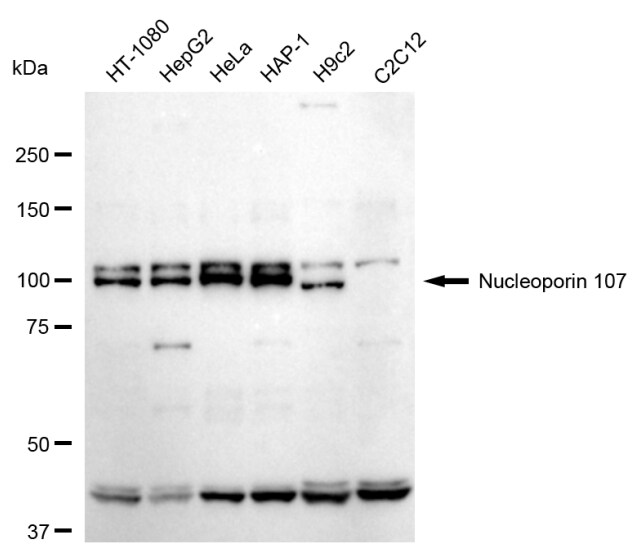 Nucleoporin 107 Antibody (24GB155)