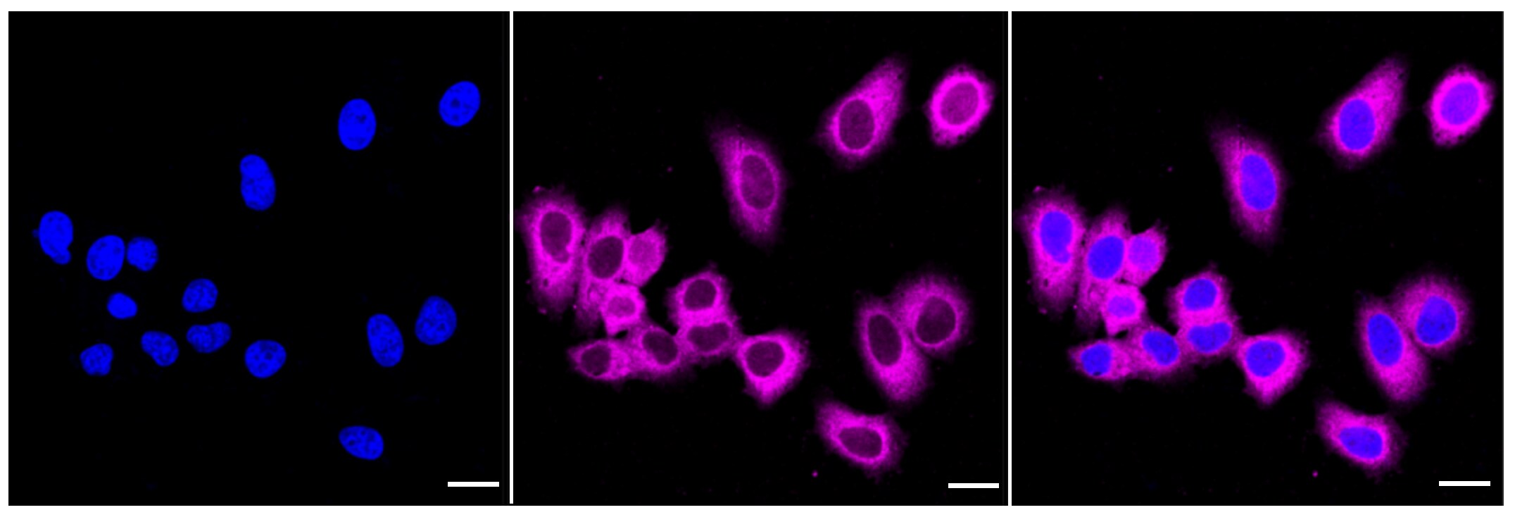 MEK1/2 Antibody (24GB175)