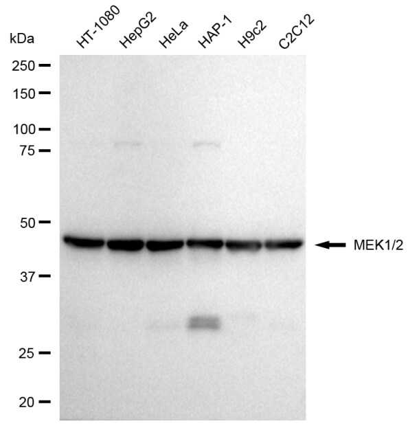 MEK1/2 Antibody (24GB175)