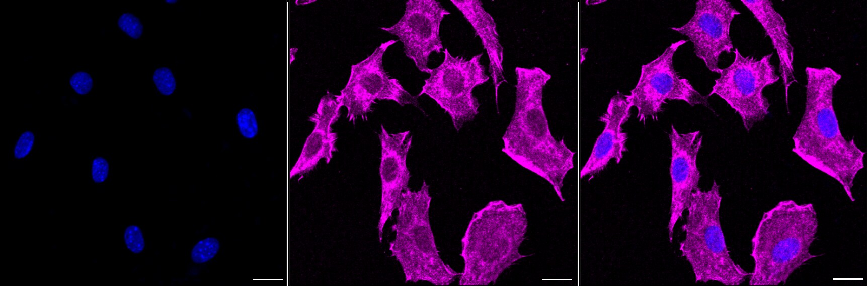 NRAS/HRAS/KRAS Antibody (24GB210)