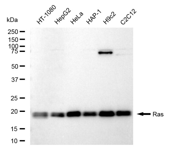 NRAS/HRAS/KRAS Antibody (24GB210)