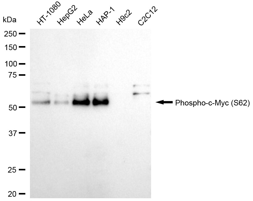 c-Myc [p Ser62] Antibody (24GB215)
