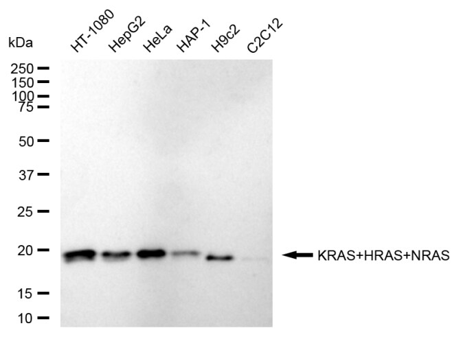 NRAS/HRAS/KRAS Antibody (24GB220)