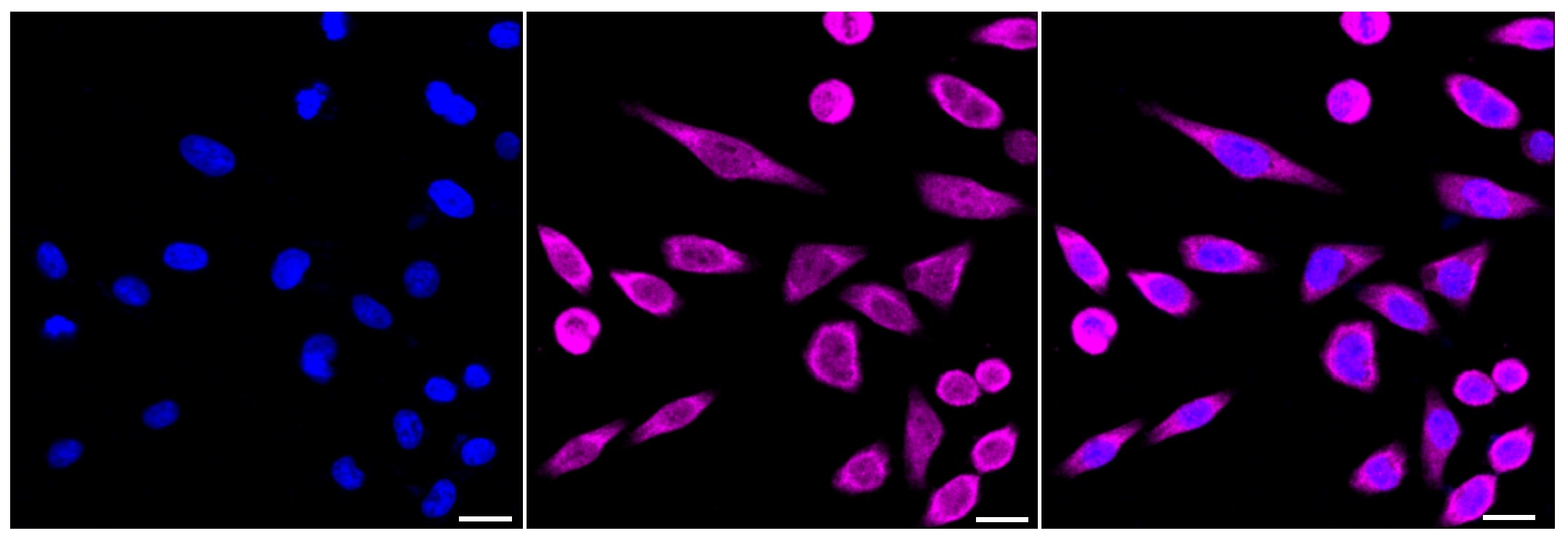 NSD3 Antibody (24GB245)