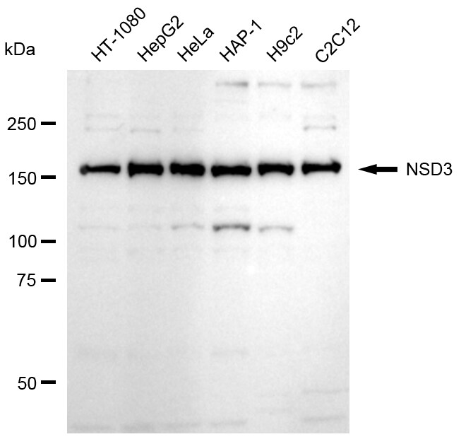 NSD3 Antibody (24GB245)