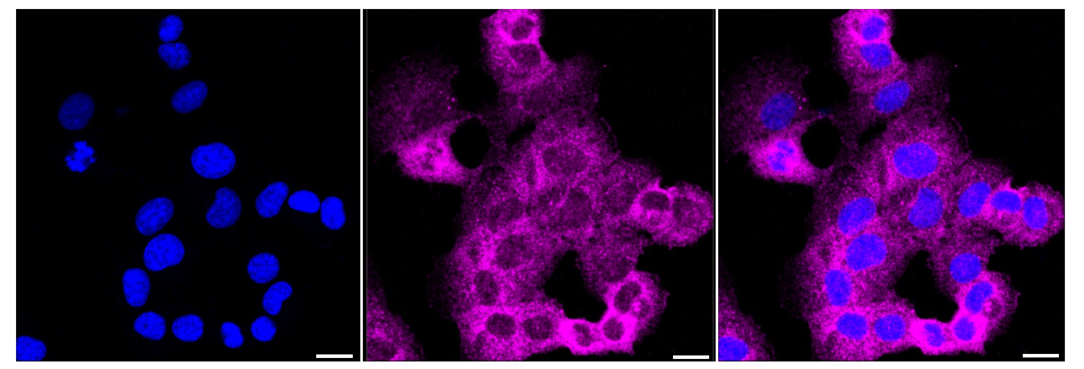 delta Opioid R/OPRD1 Antibody (24GB280)