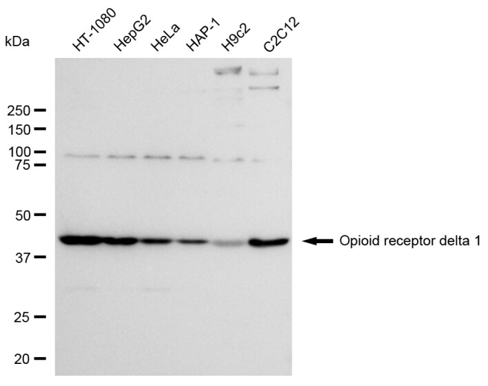 delta Opioid R/OPRD1 Antibody (24GB280)