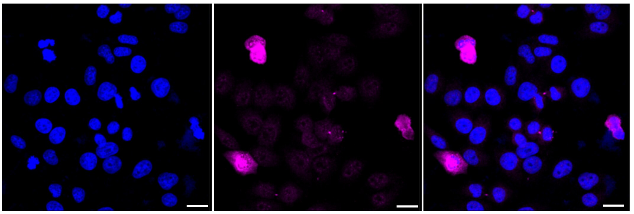 MEK5 Antibody (24GB295)