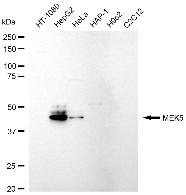 MEK5 Antibody (24GB295)