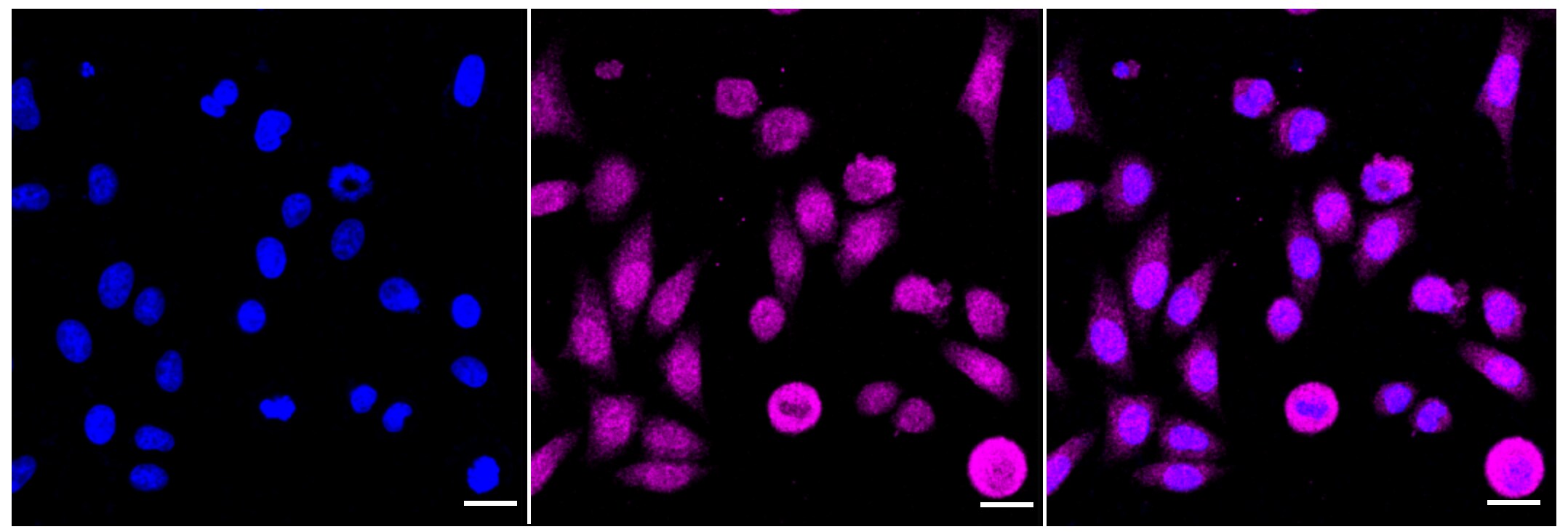 MEK1/2 Antibody (24GB310)