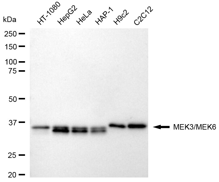 MEK1/2 Antibody (24GB310)
