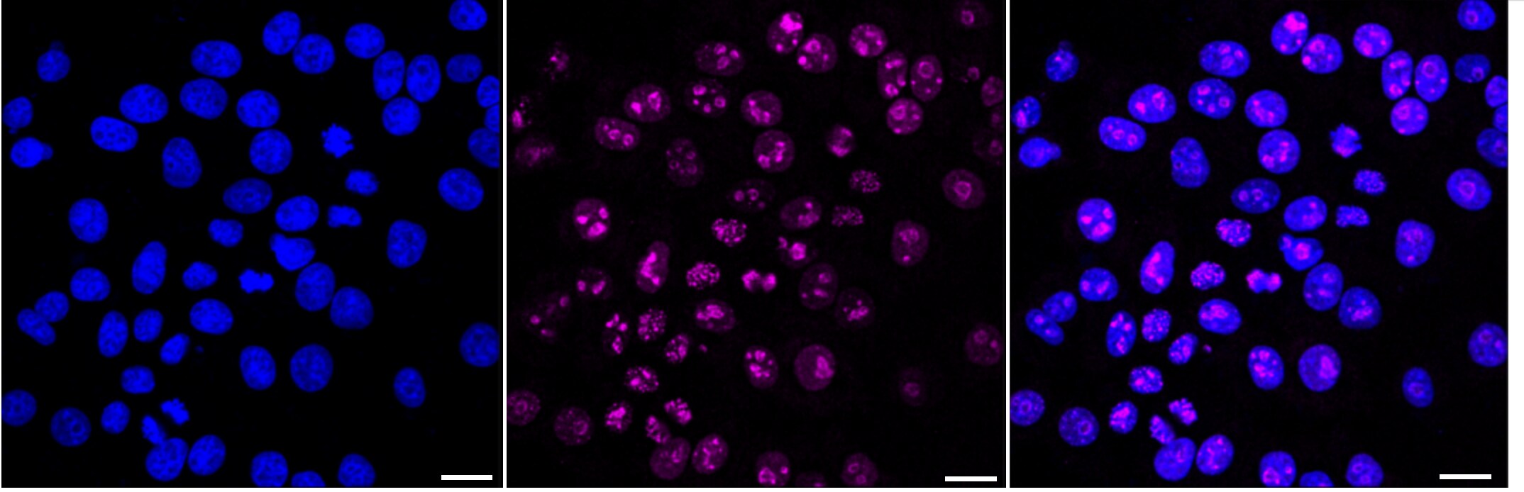 PAX9 Antibody (24GB315)
