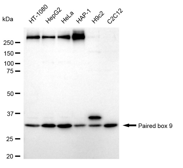 PAX9 Antibody (24GB315)