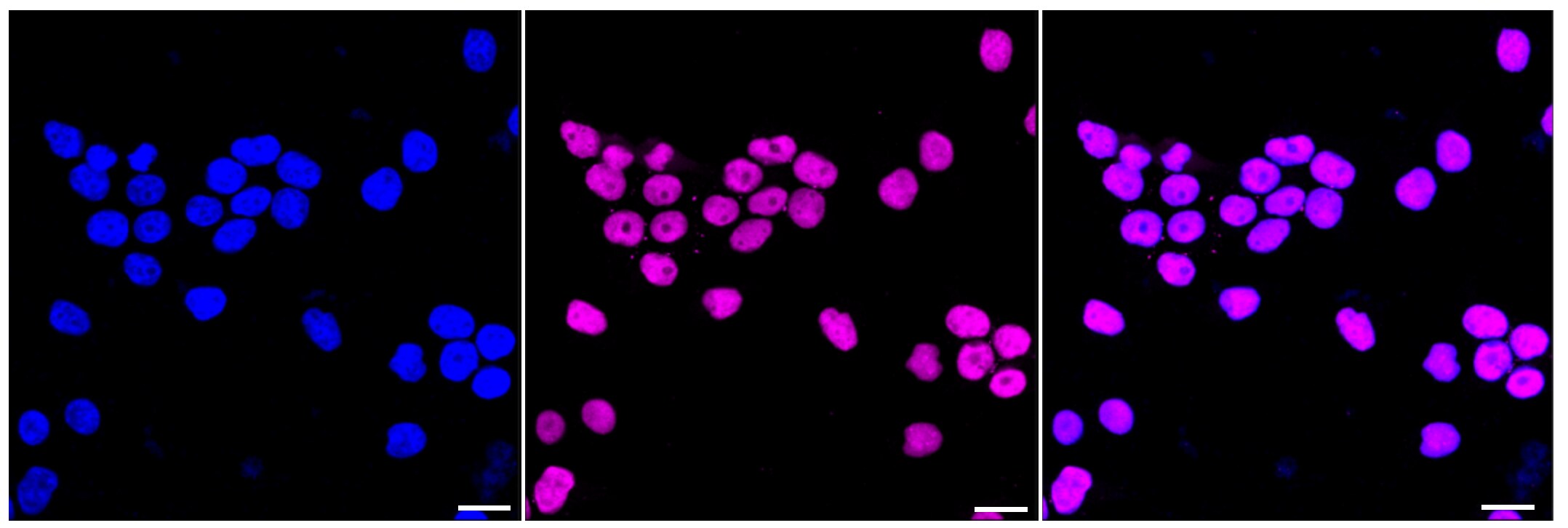 Nrf2 [p Ser40] Antibody (24GB335)