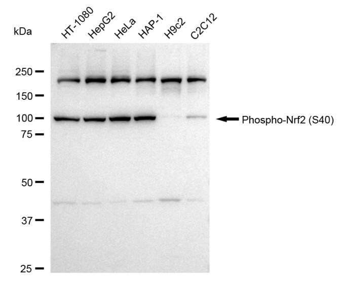 Nrf2 [p Ser40] Antibody (24GB335)