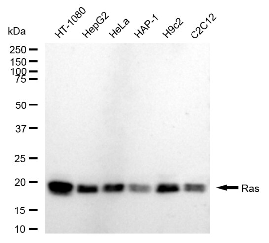 NRAS/HRAS/KRAS Antibody (24GB350)
