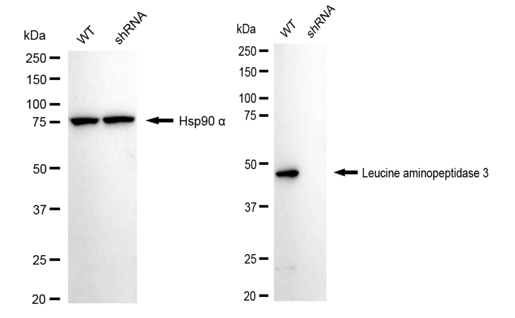 LAP3 Antibody (24GB5965)