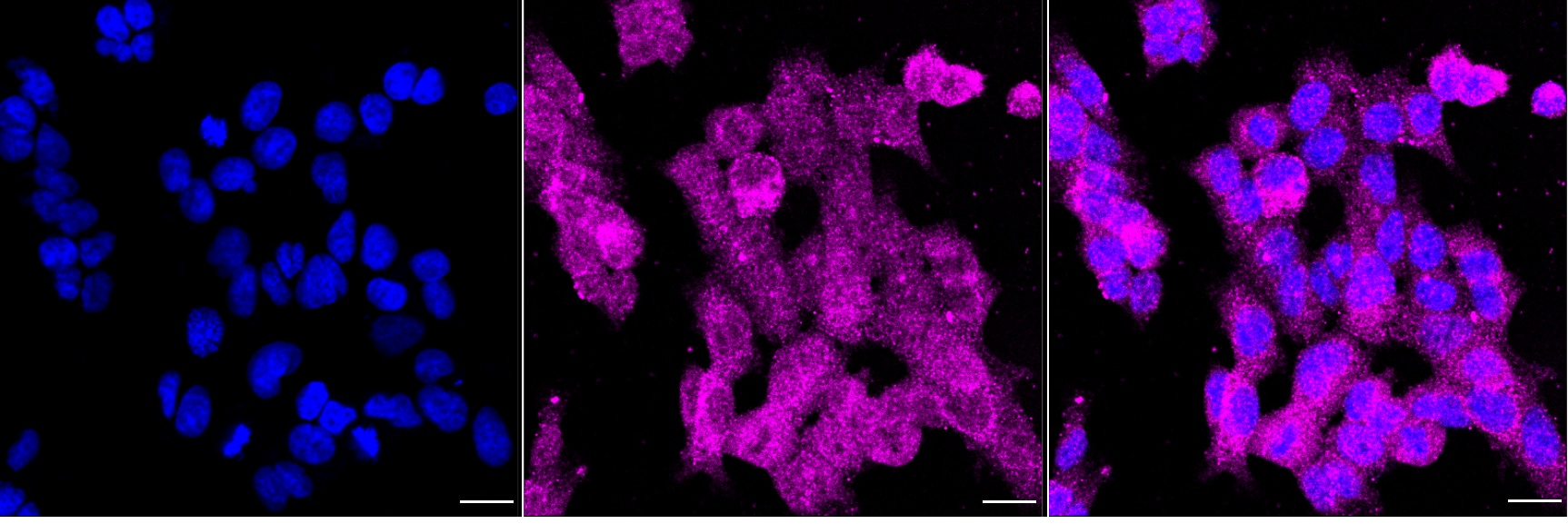 NFATC2/NFAT1 Antibody (24GB360)