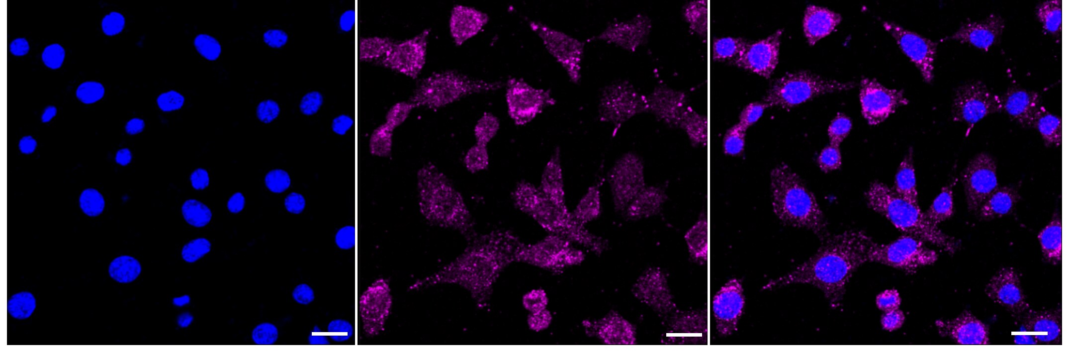 Ly-6A/E Antibody (24GB370)