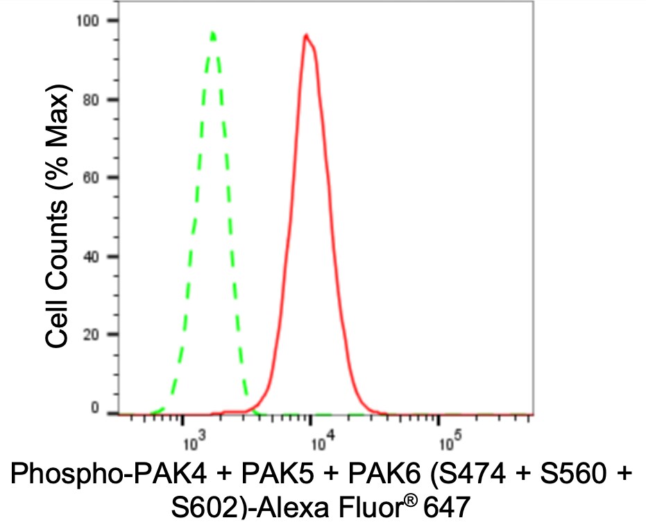 PAK4+5+6 [p Ser602] Antibody (24GB445)