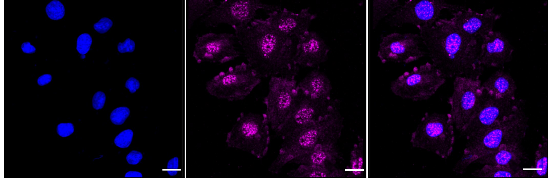 PAK4+5+6 [p Ser602] Antibody (24GB445)
