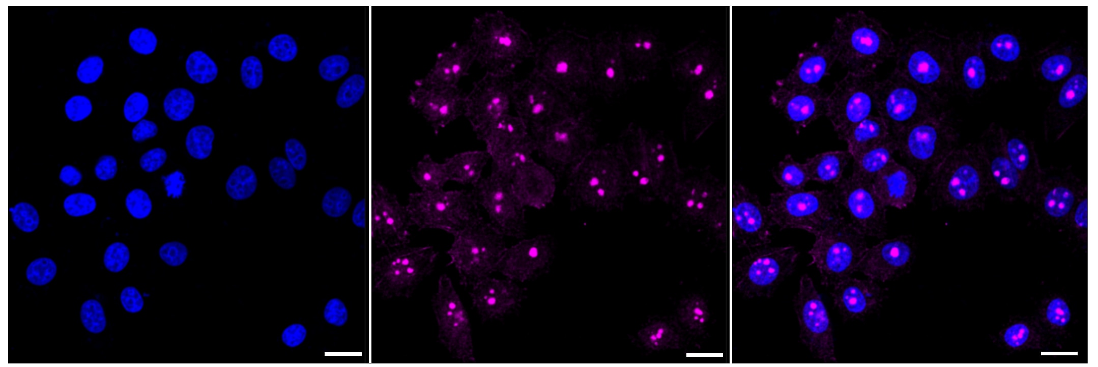 Thrombopoietin R/Tpo R Antibody (24GB470)