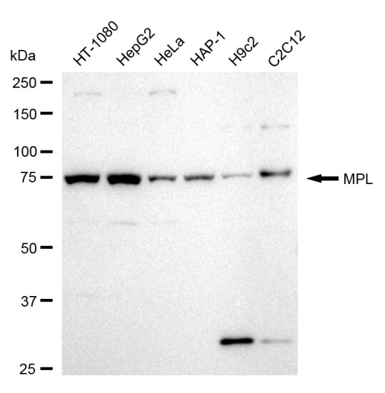 Thrombopoietin R/Tpo R Antibody (24GB470)