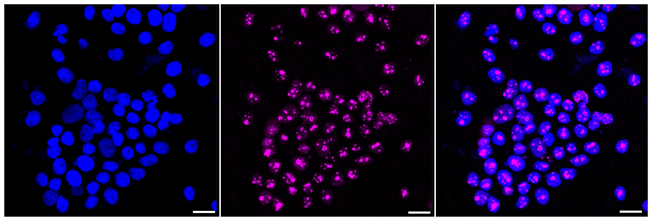 NOLC1 Antibody (24GB490)