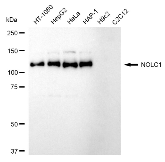 NOLC1 Antibody (24GB490)