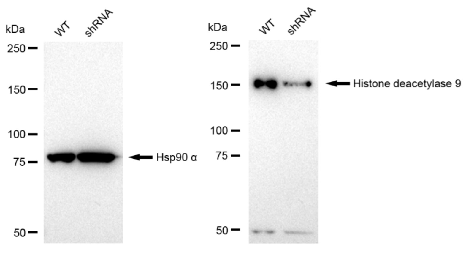 HDAC9 Antibody (23GB2045)