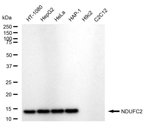 NDUFC2 Antibody (24GB505)