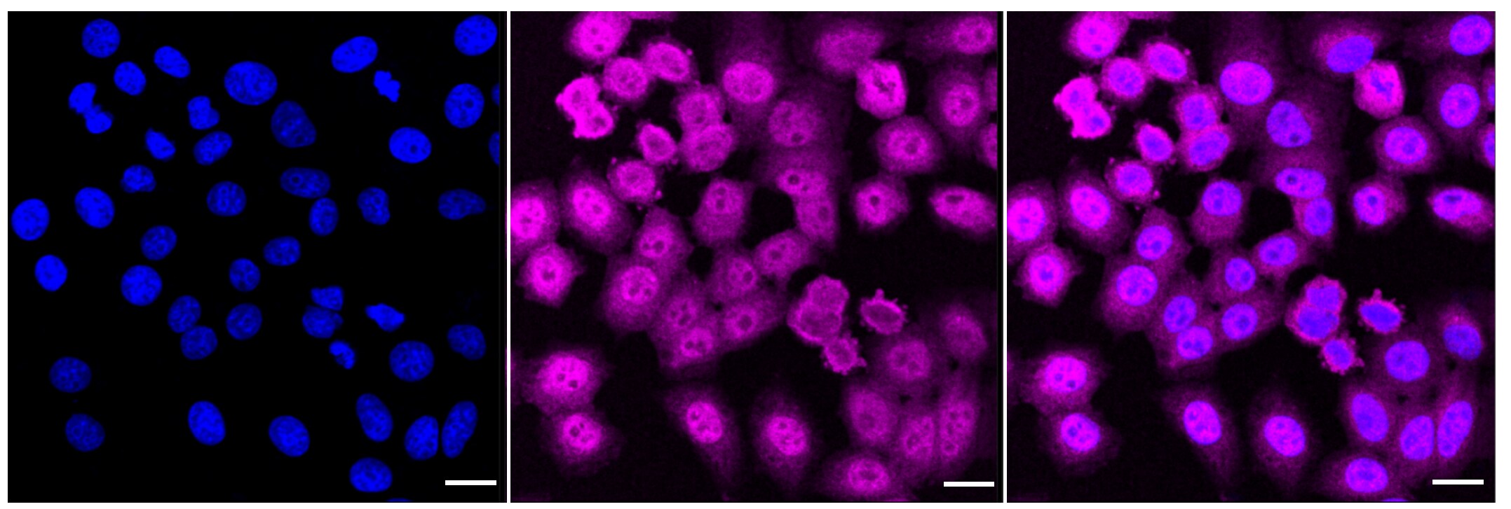 MAT2A Antibody (24GB530)