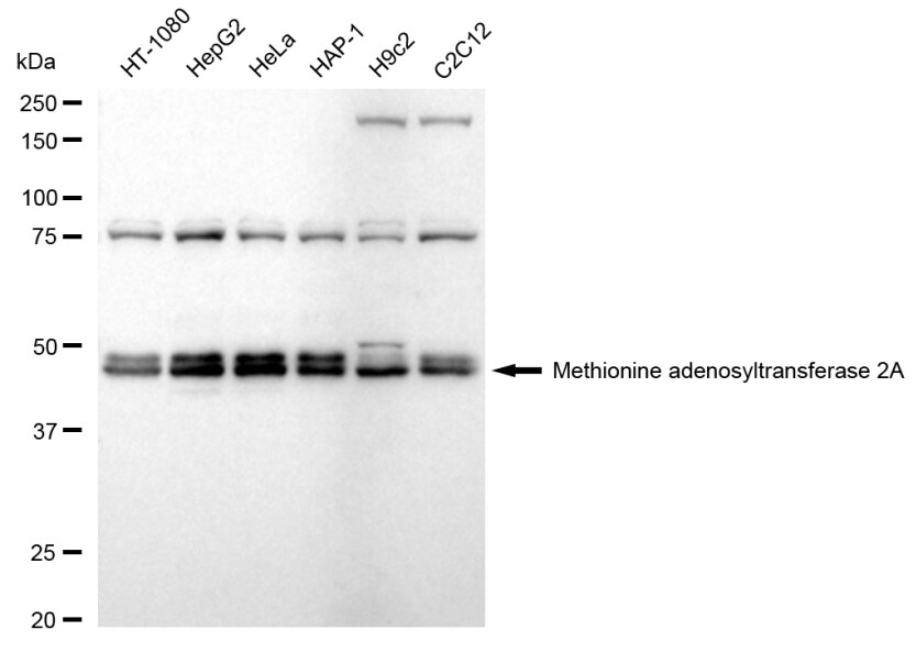 MAT2A Antibody (24GB530)
